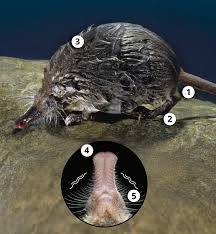 Attēlu rezultāti vaicājumam “Diderma roanense macro”