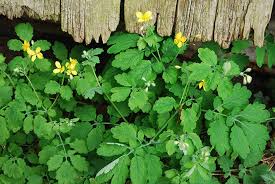 Attēlu rezultāti vaicājumam “Chelidonium majus”