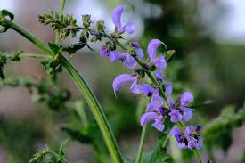 Image result for Salvia pratensis