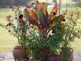 Attēlu rezultāti vaicājumam “Molinia caerulea flower”