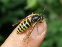 Attēlu rezultāti vaicājumam “Dolichovespula media”