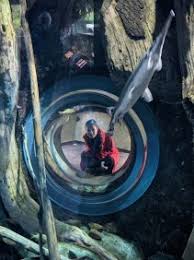 Image result for Amelia Andersdotter