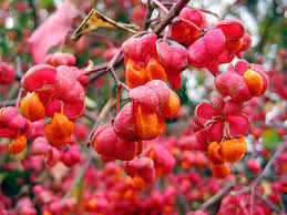 Attēlu rezultāti vaicājumam “Euonymus europaeus fruit”