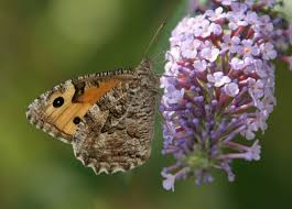 Attēlu rezultāti vaicājumam “Hipparchia semele”