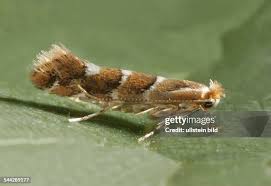 Attēlu rezultāti vaicājumam “Cameraria ohridella”