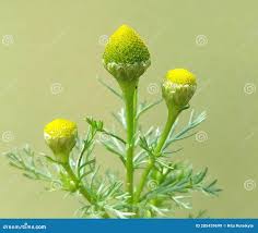 Attēlu rezultāti vaicājumam “Matricaria discoidea”