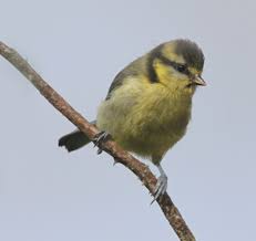 Attēlu rezultāti vaicājumam “Cyanistes caeruleus juvenile”