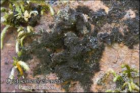 Attēlu rezultāti vaicājumam “Cystocoleus ebeneus”