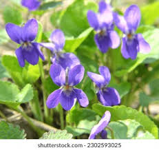 Attēlu rezultāti vaicājumam “Viola hirta leaf”