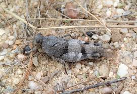 Attēlu rezultāti vaicājumam “Oedipoda caerulescens”