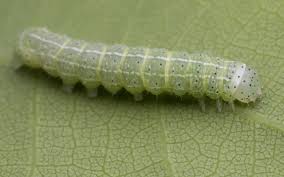 Attēlu rezultāti vaicājumam “Cosmia trapezina”