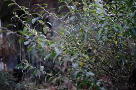 Attēlu rezultāti vaicājumam “Salix triandra leaf”