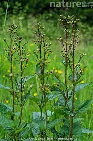 Attēlu rezultāti vaicājumam “Scrophularia nodosa”