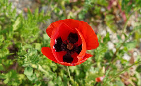 Attēlu rezultāti vaicājumam “Papaver orientale  flower”