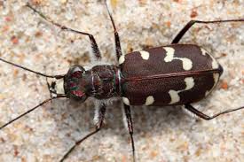 Attēlu rezultāti vaicājumam “Cicindela maritima”