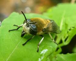 Attēlu rezultāti vaicājumam “Heptatoma pellucens”