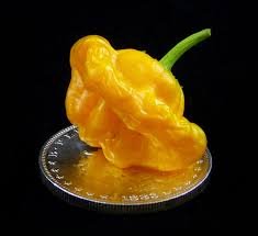 Afbeeldingsresultaat voor yellow mushroom hot pepper