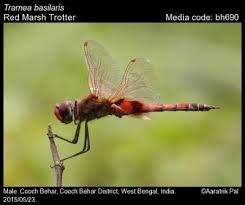 Attēlu rezultāti vaicājumam “Comatricha fragilis macro”