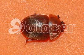 Attēlu rezultāti vaicājumam “Cychramus luteus”