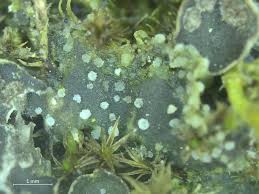 Attēlu rezultāti vaicājumam “Peltigera extenuata”