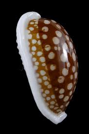 Attēlu rezultāti vaicājumam “Cribraria oregana macro”