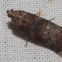 Attēlu rezultāti vaicājumam “Phycita roborella”