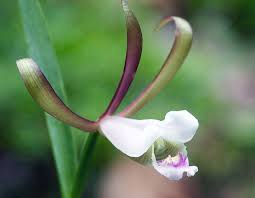 Attēlu rezultāti vaicājumam “Seligeria donniana sporophyte”
