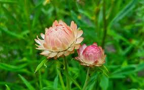 Image result for Helichrysum bracteatum