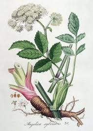 Image result for Angelica silvestris