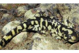 Attēlu rezultāti vaicājumam “Diderma tigrinum macro”