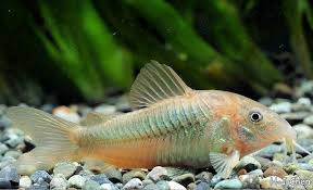 Image result for fish corydoras