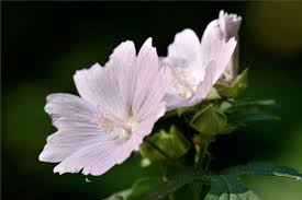 Attēlu rezultāti vaicājumam “Malva moschata alba fruit”