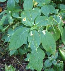 Attēlu rezultāti vaicājumam “Impatiens parviflora leaf”