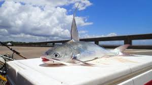 Image result for Bagre marinus