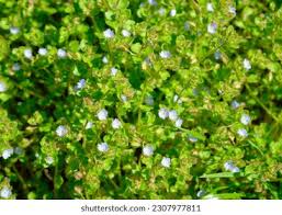 Attēlu rezultāti vaicājumam “Veronica agrestis leaf”