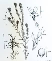 Attēlu rezultāti vaicājumam “Berteroa incana flower”