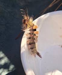 Attēlu rezultāti vaicājumam “Hadula trifolii”