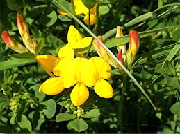 Attēlu rezultāti vaicājumam “Lotus corniculatus”