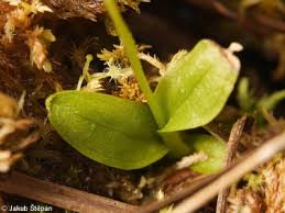 Attēlu rezultāti vaicājumam “Hammarbya paludosa leaf”