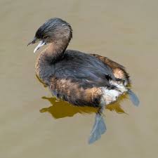 Image result for Podilymbus podiceps