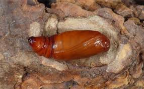 Attēlu rezultāti vaicājumam “Pareulype berberata”