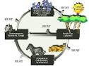 The Concept of the Ecosystem