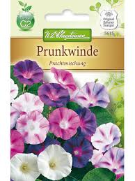 Image result for Prunkwinde