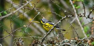 Image result for Dendroica magnolia