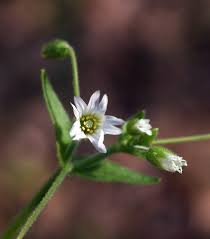 Attēlu rezultāti vaicājumam “Cerastium holosteoides fruit”