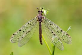 Attēlu rezultāti vaicājumam “Myrmeleontidae”