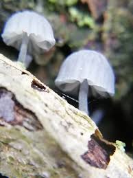 Attēlu rezultāti vaicājumam “Mycena pseudocorticola”