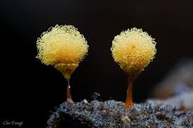 Attēlu rezultāti vaicājumam “Hemitrichia calyculata stalked”