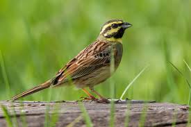 Image result for Emberiza cirlus