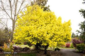 Attēlu rezultāti vaicājumam “Acer platanoides”